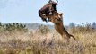 Lions Attack Buffalo | Lions Hunt Buffalo: Lions Stalk And Kill Buffalo And Calf