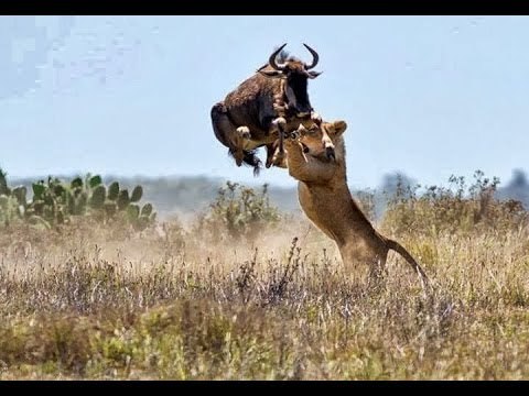 Lions Attack Buffalo | Lions Hunt Buffalo: Lions Stalk And Kill Buffalo And Calf