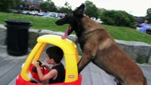 Don't Touch This Kid's Car! Protection Dogs Plus Teach a Belgian Malinois a Cool Trick