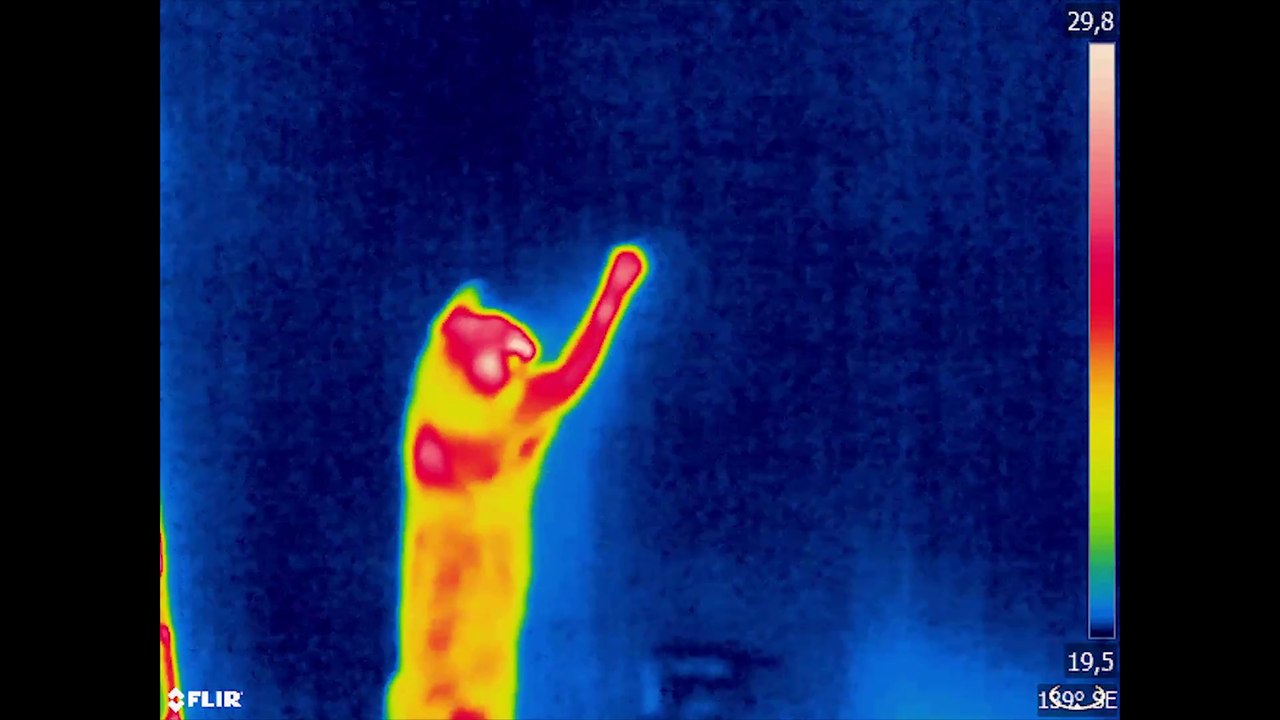 Chats filmés avec une caméra thermique !