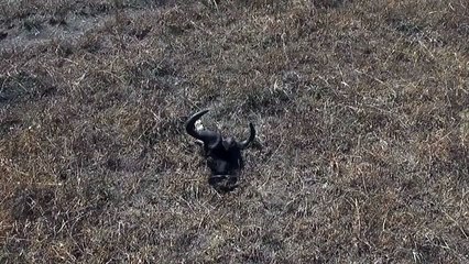 Hyena hunting for zebra and wildebeest in Masai Mara, Kenya