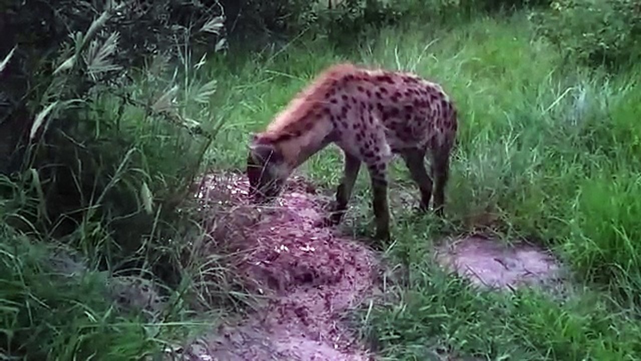 Hyena the opportunistic hunter