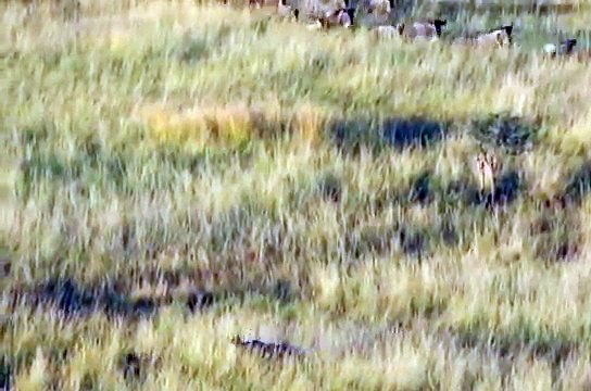 Hyenas hunt baby African Cape Buffalo - 2 2