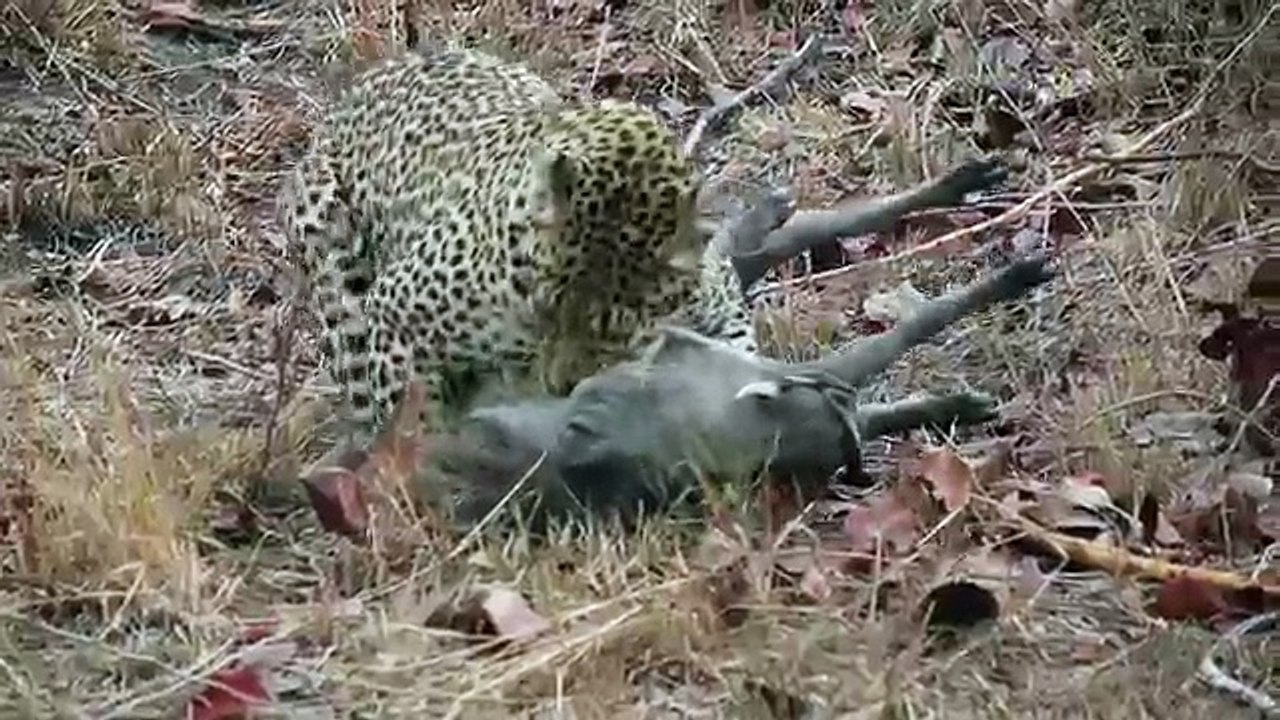 Leopard v Hyena part 1