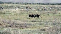 Lions Hunting Warthogs (inc wandering Hyena) Tanzania