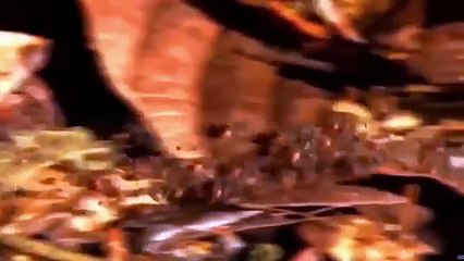 Male Lion save Rhino Cub from Hyenas at night - Wild Animal Attacks