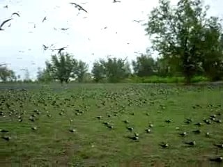 colonie de sternes fuligineuses à Bird Island seychelles