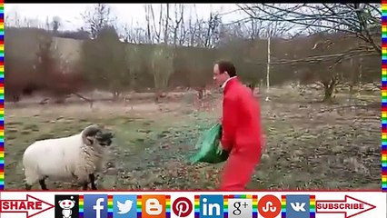 when animals attack humans Most Animal Attacks On Human Compilation 2015