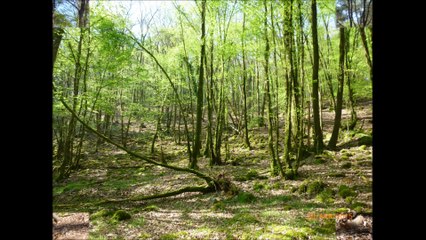 Saint Geraud version 2014-2015