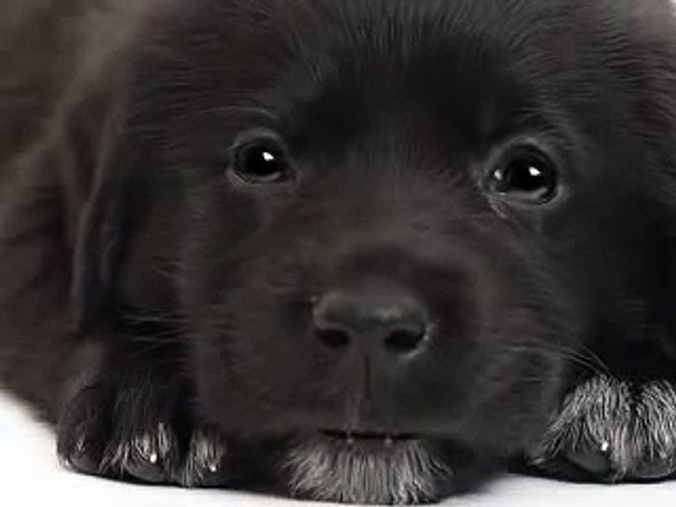 Le chiot qui chante - Petit Papa Noel