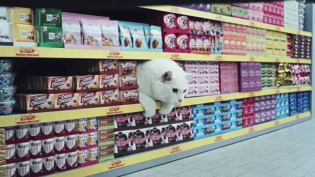 Des chats font leurs courses au supermarché