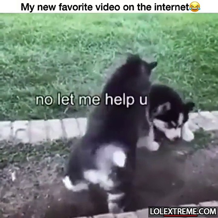 Funny little dogs play like humans