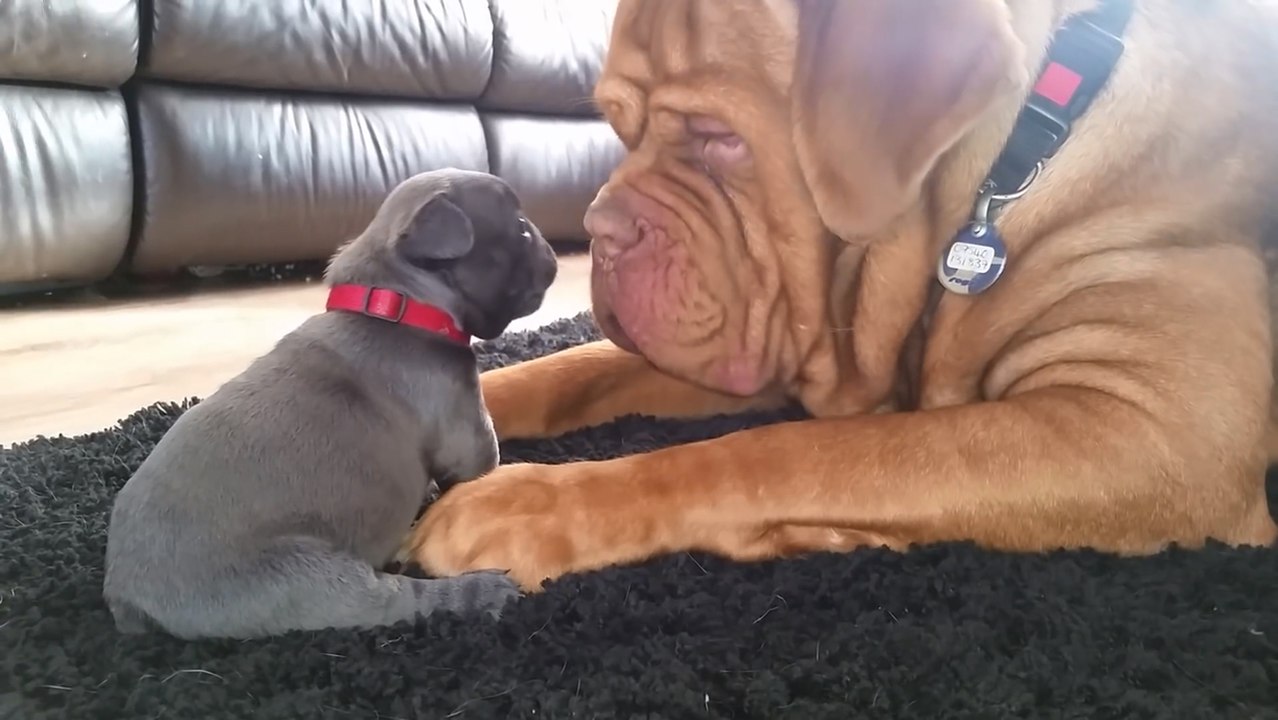 Dogue de bordeaux loves 4wk old french bulldog puppy