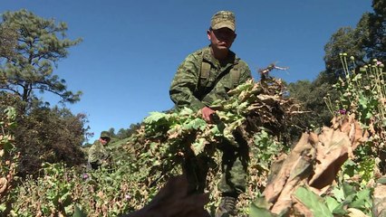 Ejército mexicano libra difícil batalla contra amapola