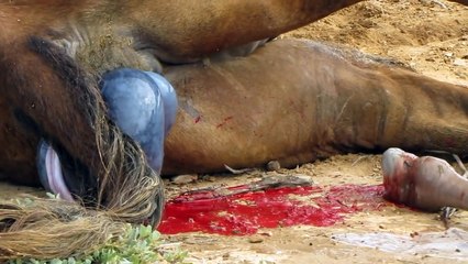 Camel giving birth in rajistan india