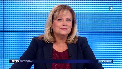 Incendie : le reboisement d'une forêt  à Vitrolles