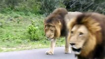 2 Male Lions 
