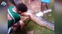 Anaconda gigante se come a un perro Pitbull Giant Anaconda eats a Pitbull dog