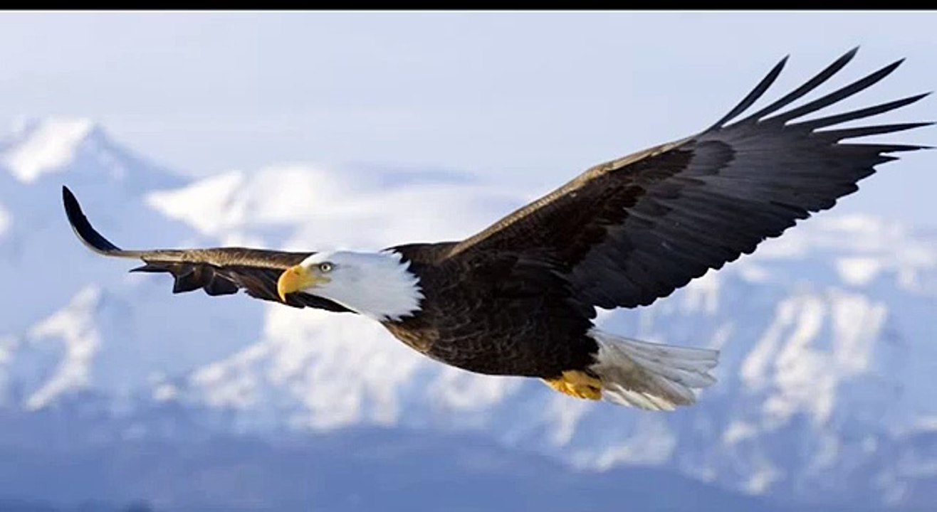 Daniel Arriaga Abrire  mis Alas