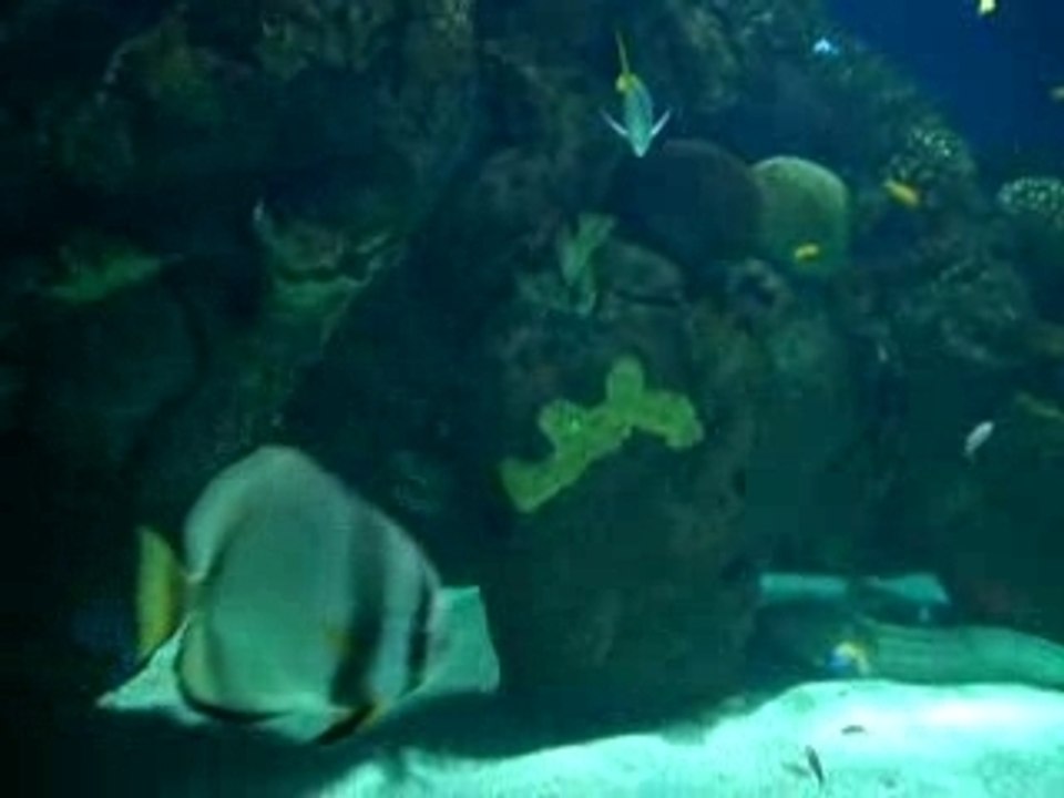 Les poissons "Fond d'écran" de l'Oceanografic