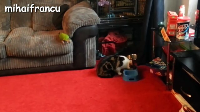 Funny Parrots Annoying Cats Compilation NEW HD