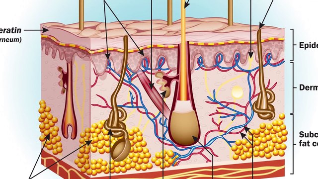 10 Things You Didnt Know Your Body Could Do