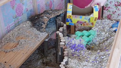 Cleaning & Setting up the Gerbils Cage
