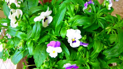Enrichment For Guinea Pigs