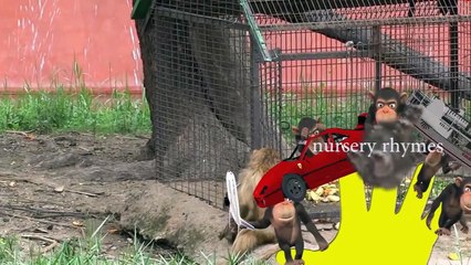 Finger Family || FUNNY MONKEY PLAYING || Nursery Rhymes and Baby Songs