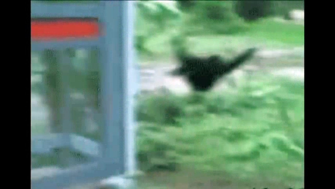 animals monkey_3