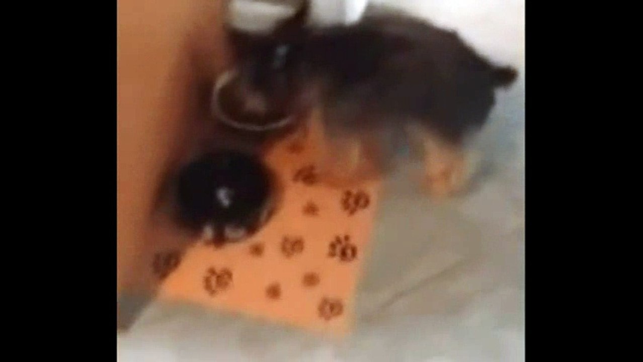 animals monkey_8