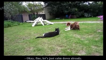 KARATÉ CAT - PAROLE DE CHAT 02