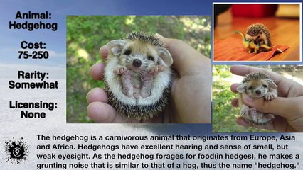 Top 10 Cute Pets - Cute strange Animals 2016 - Dailymotion