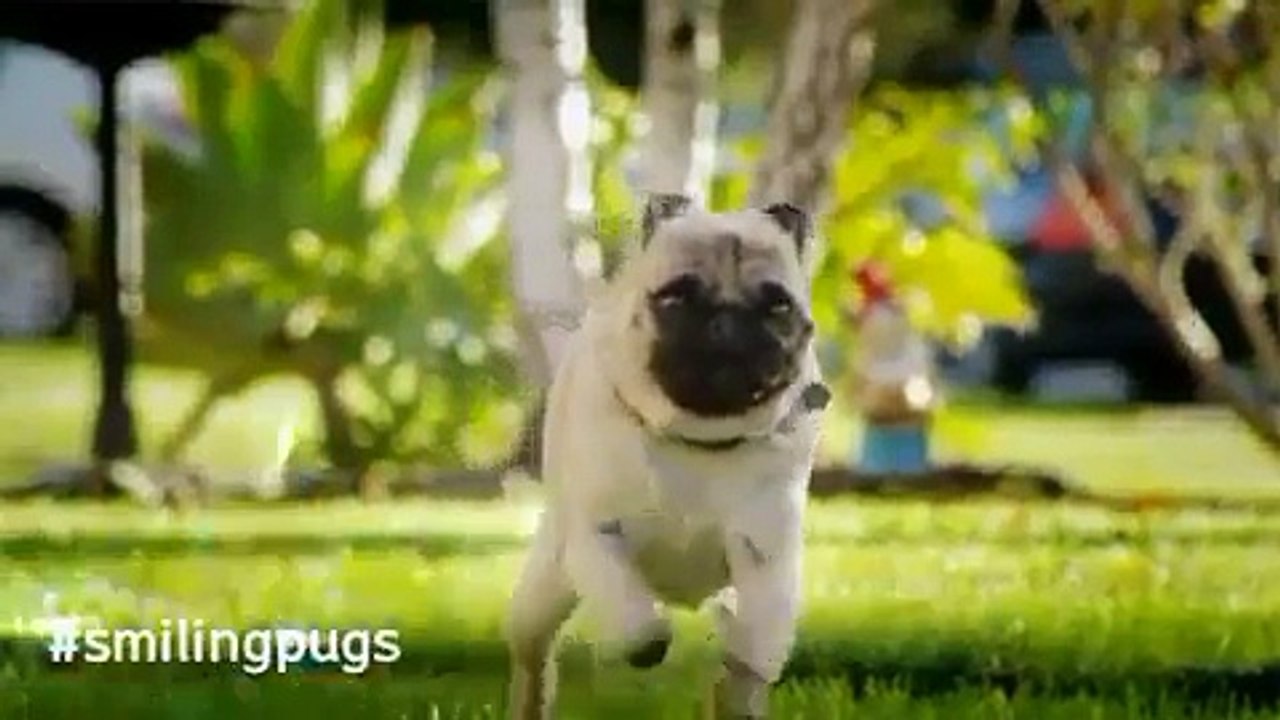 funny pug prank