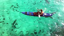 Galapagos Sharks Feeding Off of Ascension  p2