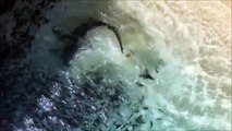 Galapagos Sharks Feeding Off of Ascension  p3