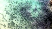 Galapagos Sharks Feeding Off of Ascension  p4