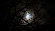 Moon Through Branches - XC