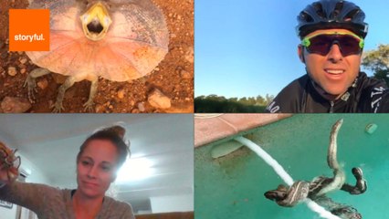 Storyful's Extreme Aussie Animals of 2016