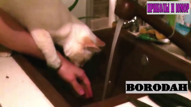 СМЕШНЫЕ КОТЫ И КОШКИ 2016 ПРИКОЛЫ С КОТАМИ И КОШКАМИ 2016 #2