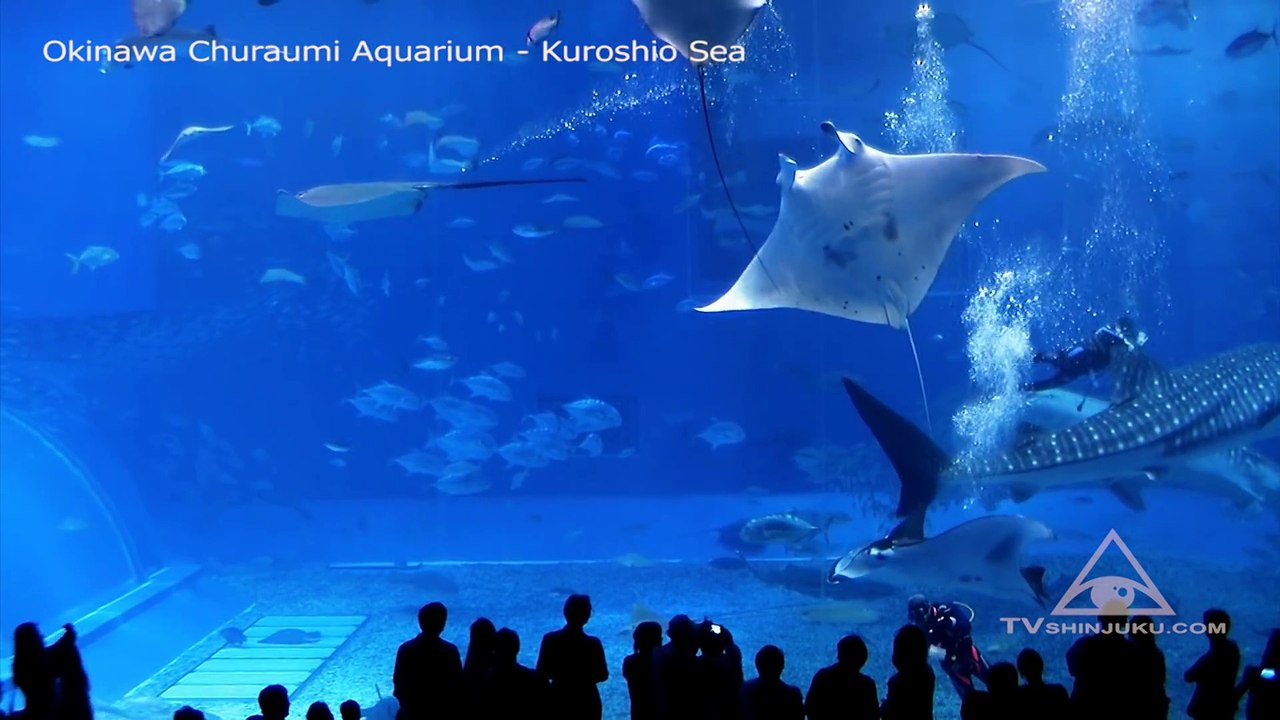 [HD] RELAX  MEDITATION MUSIC AT THE OKINAWA CHURAUMI AQUARIU