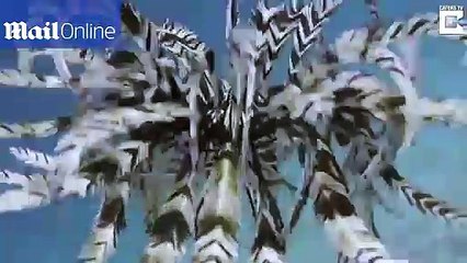 Tìm thấy "loài chim" có khả năng bơi lội dưới nước?