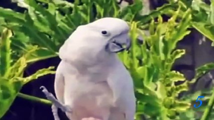 Top 5 Best Eagle Attacks On Human | Best Attacks of Eagles