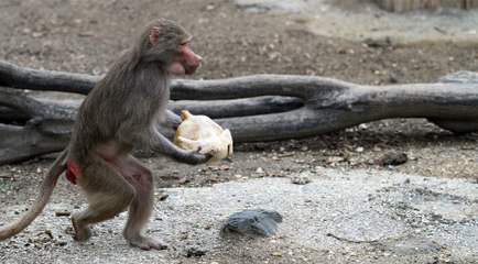 Maymunların yumurta ve tavuk keyfi