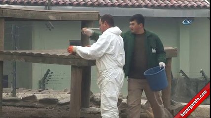 Maymunların yumurta ve tavuk keyfi