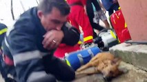 Un pompier sauve un chien en lui faisant du bouche à bouche
