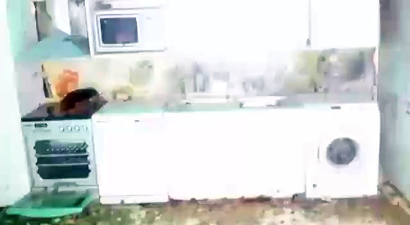 Cafard géant dans une cuisine dégueulasse