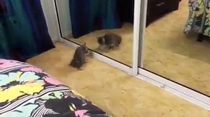 amazing video cat reaction  .. hahahahah...