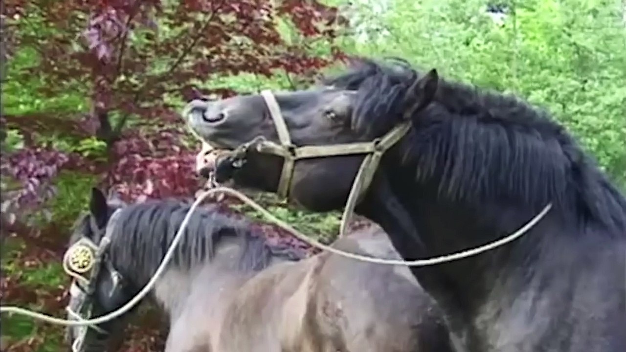 Thoroughbred horse mating on the farm