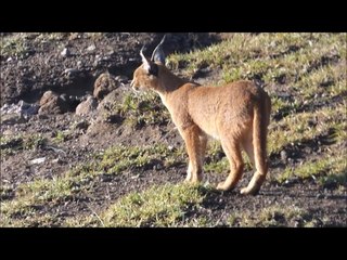 A day in The Ngorongoro Crater